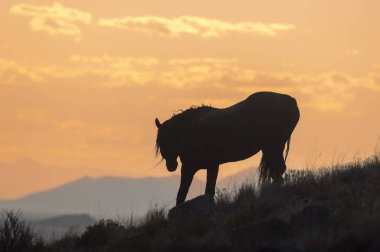 Utah çölünde sonbaharda günbatımında vahşi atlar