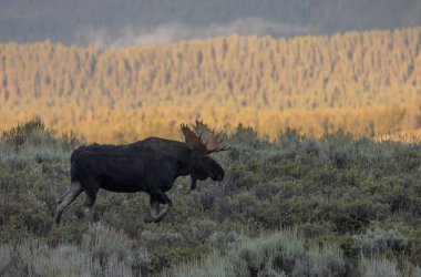 Grand Teton Naitonal Park Wyoming 'deki sonbahar monotonluğu sırasında bir boğa shiras geyiği.