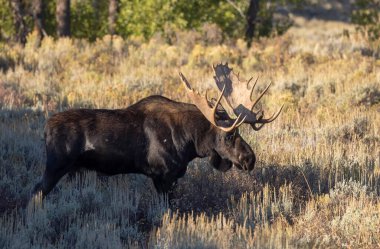 Grand Teton Naitonal Park Wyoming 'deki sonbahar monotonluğu sırasında bir boğa shiras geyiği.