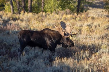 Grand Teton Naitonal Park Wyoming 'deki sonbahar monotonluğu sırasında bir boğa shiras geyiği.