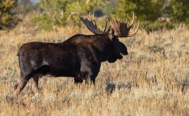 Grand Teton Naitonal Park Wyoming 'deki sonbahar monotonluğu sırasında bir boğa shiras geyiği.