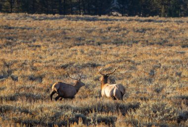 Grand Teton Ulusal Parkı Wyoming 'de sonbaharda boğa geyiği