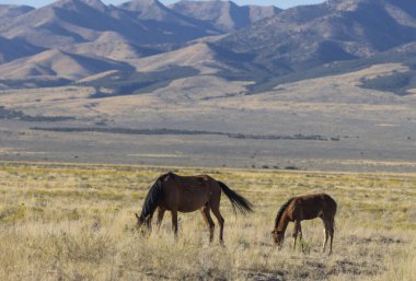 Utah çölünde sonbaharda vahşi bir at kısrağı ve yavrusu.