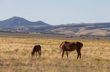 Utah çölünde sonbaharda vahşi bir at kısrağı ve yavrusu.