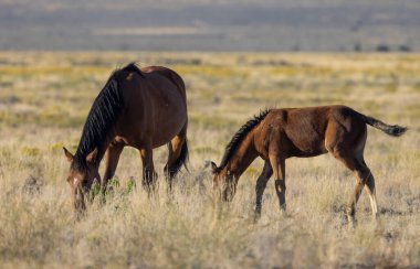 Utah çölünde sonbaharda vahşi bir at kısrağı ve yavrusu.