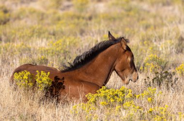 Utah çölünde sonbaharda tatlı bir at yavrusu.