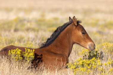 Utah çölünde sonbaharda tatlı bir at yavrusu.