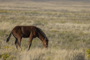 Utah çölünde sonbaharda tatlı bir at yavrusu.