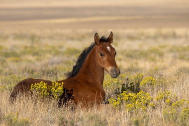 Utah çölünde sonbaharda tatlı bir at yavrusu.