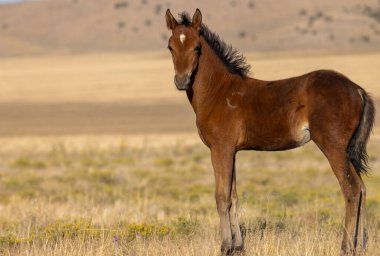 Utah çölünde sonbaharda tatlı bir at yavrusu.