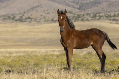 Utah çölünde sonbaharda tatlı bir at yavrusu.