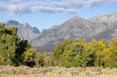 Grand Teton Naitonal Park Wyoming 'de sonbaharda tekdüze bir geyik.