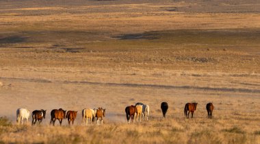 Sonbaharda Utah çölünde koşan vahşi bir at sürüsü.