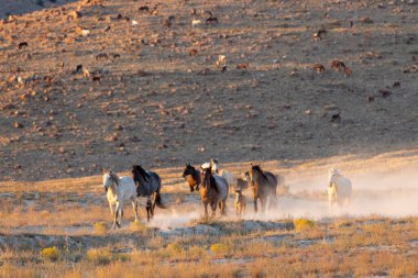 Sonbaharda Utah çölünde koşan vahşi bir at sürüsü.