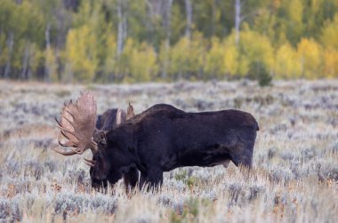 Grand Teton Ulusal Parkı Wyoming 'de sonbahar monotonluğu sırasında kavga eden bir çift geyik.