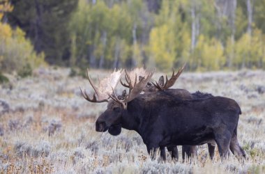 Grand Teton Ulusal Parkı Wyoming 'de sonbahar monotonluğu sırasında kavga eden bir çift geyik.