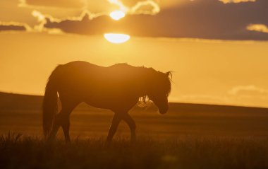 Utah Çölü'nde günbatımı, vahşi bir at