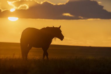 Utah Çölü'nde günbatımı, vahşi bir at