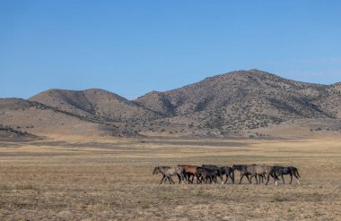 Utah çölünde sonbaharda vahşi atlar