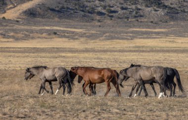 Utah çölünde sonbaharda vahşi atlar