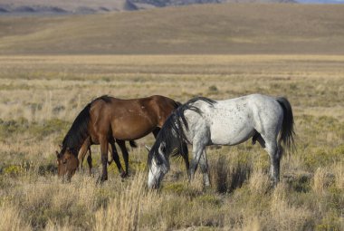 Utah çölünde sonbaharda vahşi atlar