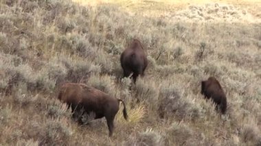 bizon sürüsünü