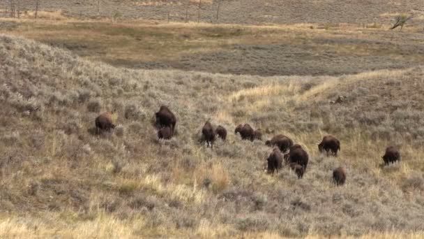 Stádo bizonů — Stock video