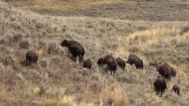 Bison herd — Stockvideo