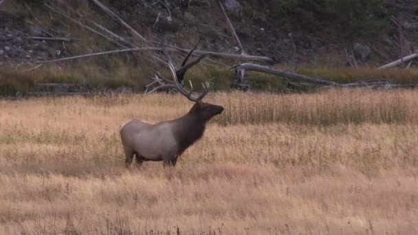 Bull Elk — Stock Video