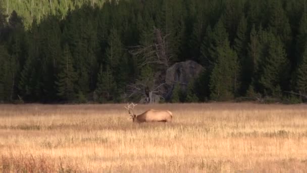 Býk elk — Stock video