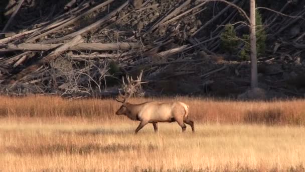 Býk elk — Stock video