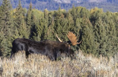 Grand Teton Ulusal Parkı Wyoming 'de sonbaharda tekdüze bir geyik.