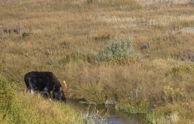 Grand Teton Ulusal Parkı Wyoming 'de sonbaharda tekdüze bir geyik.