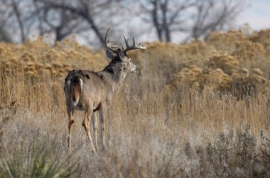 Sonbaharda Colorado 'da tekdüze bir geyik.