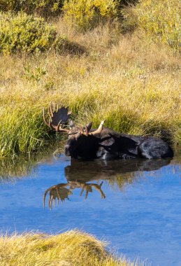 Grand Teton Ulusal Parkı Wyoming 'deki sonbahar monotonluğu sırasında gölde bir geyik.