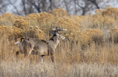 Colorado 'da sonbaharda monotonluk döneminde beyaz kuyruklu geyik geyiği.