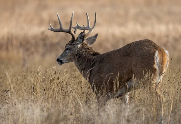 Colorado 'da sonbaharda monotonluk döneminde beyaz kuyruklu geyik geyiği.