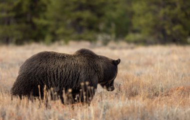 Grand Teton 'da bir boz ayı Sonbaharda Ulusal Park Wyoming' de