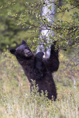 Grand Teton Ulusal Parkı 'nda sonbaharda böğürtlen yiyen bir kara ayı.
