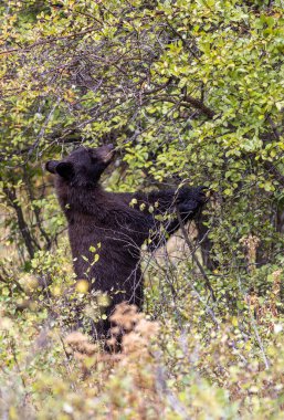 Grand Teton Ulusal Parkı 'nda sonbaharda böğürtlen yiyen bir kara ayı.