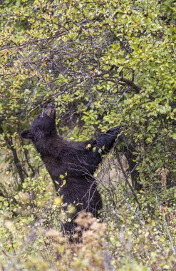 Grand Teton Ulusal Parkı 'nda sonbaharda böğürtlen yiyen bir kara ayı.