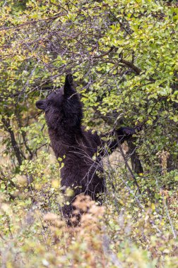 Grand Teton Ulusal Parkı 'nda sonbaharda böğürtlen yiyen bir kara ayı.
