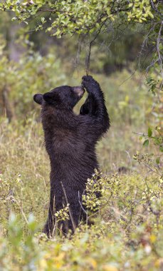 Grand Teton Ulusal Parkı 'nda sonbaharda böğürtlen yiyen bir kara ayı.