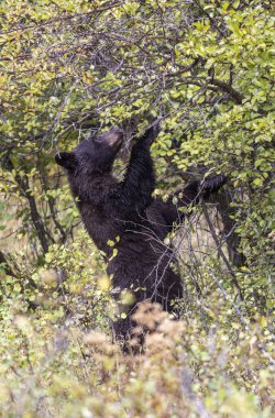 Grand Teton Ulusal Parkı 'nda sonbaharda böğürtlen yiyen bir kara ayı.
