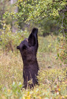 Grand Teton Ulusal Parkı 'nda sonbaharda böğürtlen yiyen bir kara ayı.