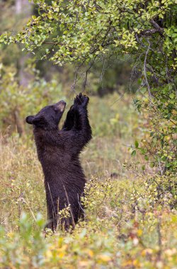 Grand Teton Ulusal Parkı 'nda sonbaharda böğürtlen yiyen bir kara ayı.