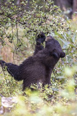 Grand Teton Ulusal Parkı 'nda sonbaharda böğürtlen yiyen bir kara ayı.