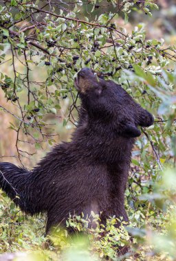 Grand Teton Ulusal Parkı 'nda sonbaharda böğürtlen yiyen bir kara ayı.