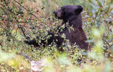 Grand Teton Ulusal Parkı 'nda sonbaharda böğürtlen yiyen bir kara ayı.