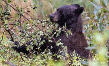 Grand Teton Ulusal Parkı 'nda sonbaharda böğürtlen yiyen bir kara ayı.
